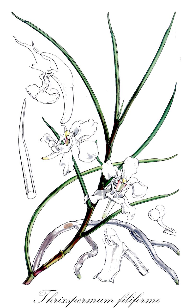 Thrixspermum filiforme - Orchidaceae,Plantae,Pteridobiotina,Angiosperms,Asparagales,Orchidaceae,Thrixspermum,Thrixspermum filiforme,Cheirorchis filiformis, Cordiglottis filiformis, Dendrocolla filiformis, Epidendrum subulatum, Limodorum subulatum, Papilionanthe subulata, Sarcochilus filiformis