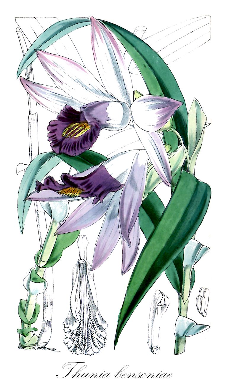 Thunia bensoniae - Orchidaceae,Plantae,Pteridobiotina,Angiosperms,Asparagales,Orchidaceae,Thunia,Thunia bensoniae,Phaius winnianus, Thunia alba var. bensoniae, Thunia alba var. bensoniae, Thunia winniana