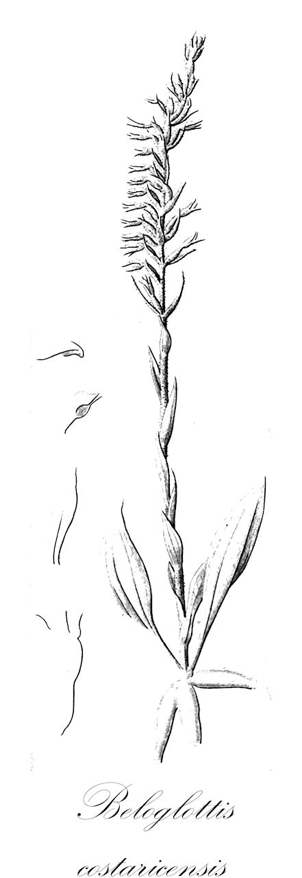 Beloglottis costaricensis - Orchidaceae,Gyrostachys costaricensis, Spiranthes costaricensis,Plantae,Pteridobiotina,Angiosperms,Asparagales,Orchidaceae,Beloglottis,Beloglottis costaricensis