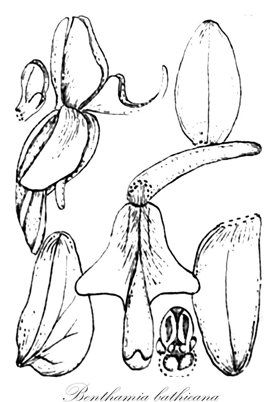 Benthamia bathieana - Orchidaceae,Plantae,Pteridobiotina,Angiosperms,Asparagales,Orchidaceae,Benthamia,Benthamia bathieana,Benthamia latifolia