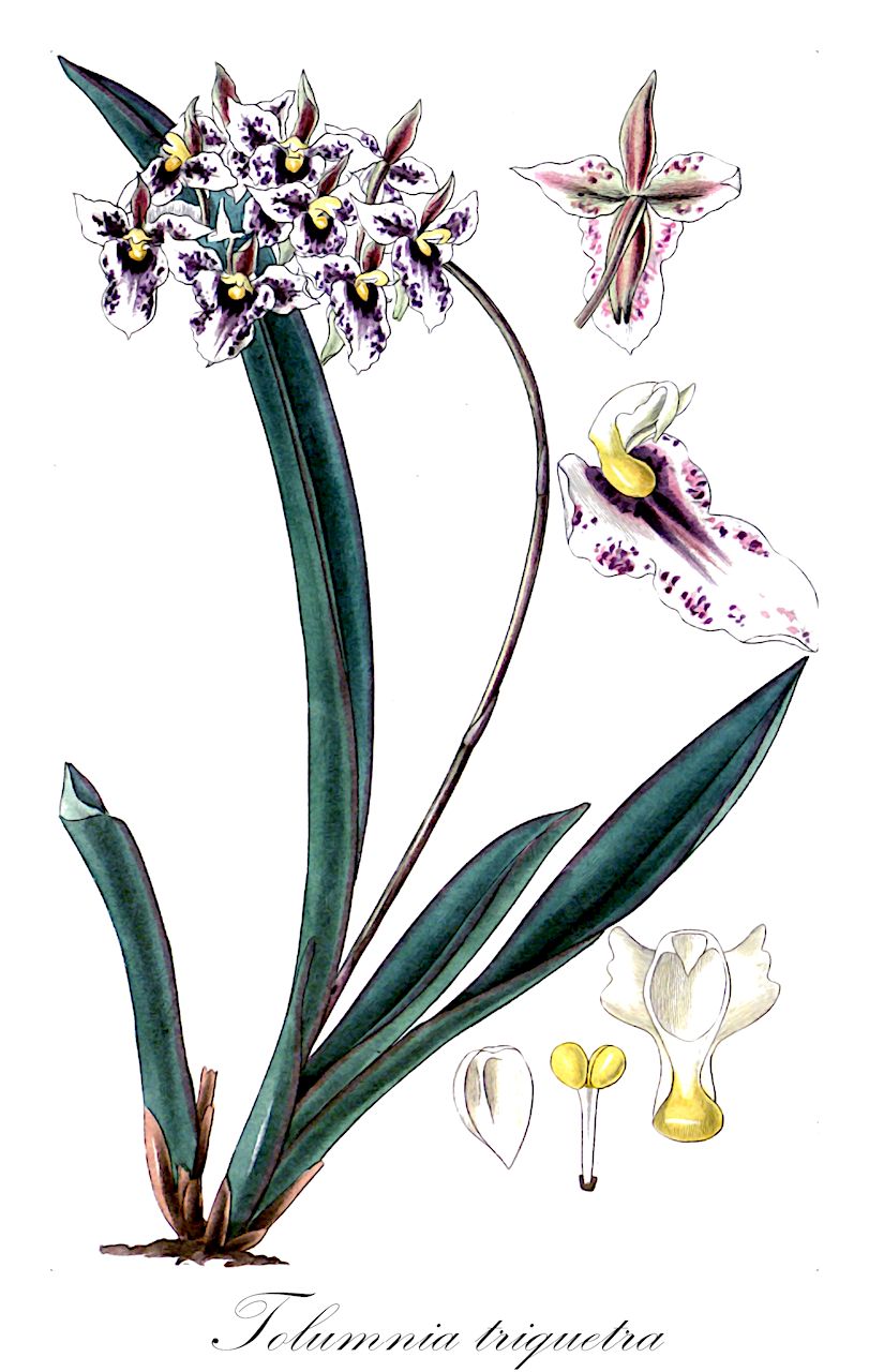 Tolumnia triquetra - Orchidaceae,Plantae,Pteridobiotina,Angiosperms,Asparagales,Orchidaceae,Tolumnia,Tolumnia triquetra,Cymbidium triquetrum, Epidendrum triquetrum, Jamaiciella triquetra, Olgasis triquetra, Oncidium dubium, Oncidium triquetrum