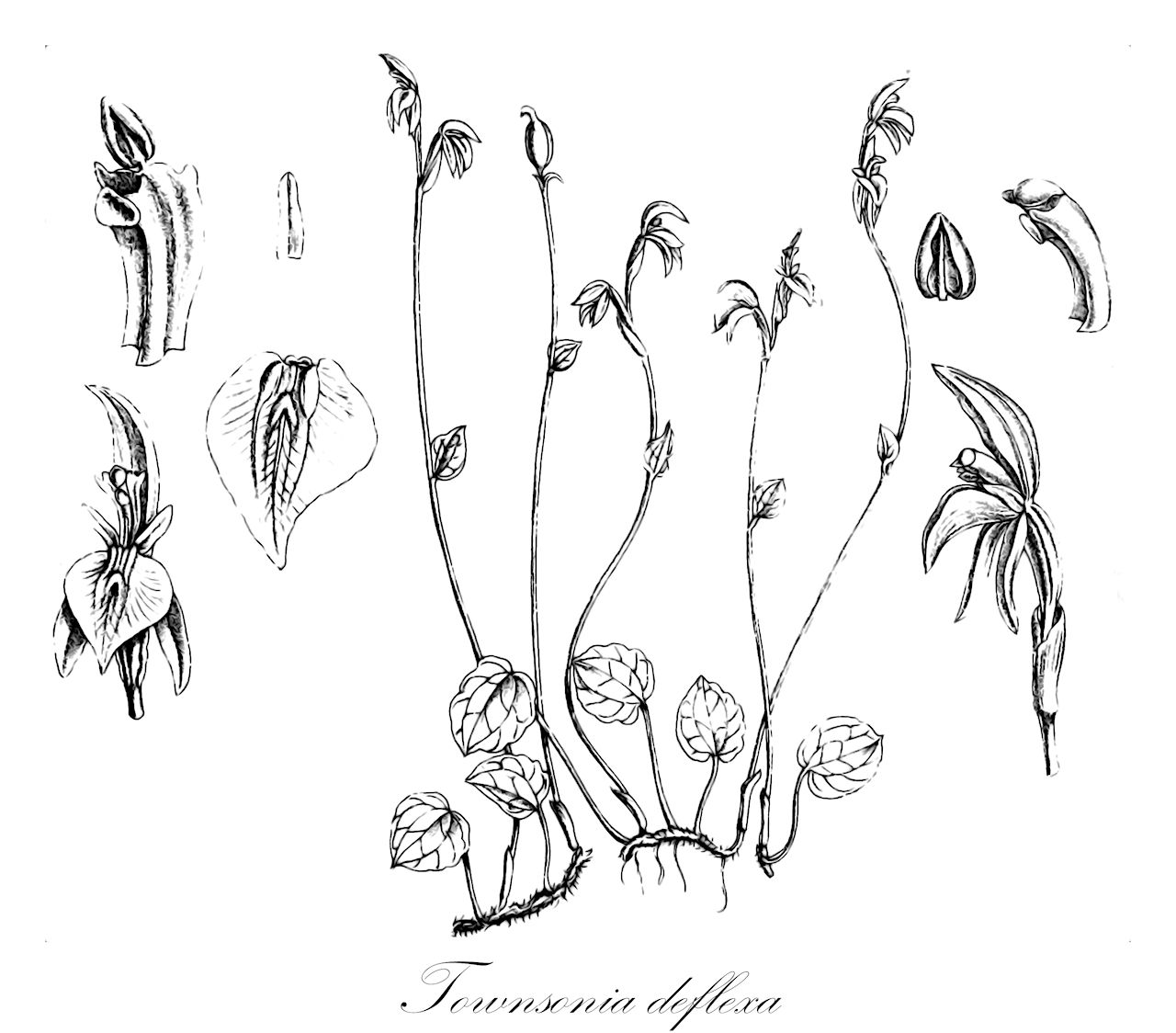 Townsonia deflexa - Orchidaceae,Plantae,Pteridobiotina,Angiosperms,Asparagales,Orchidaceae,Townsonia,Townsonia deflexa