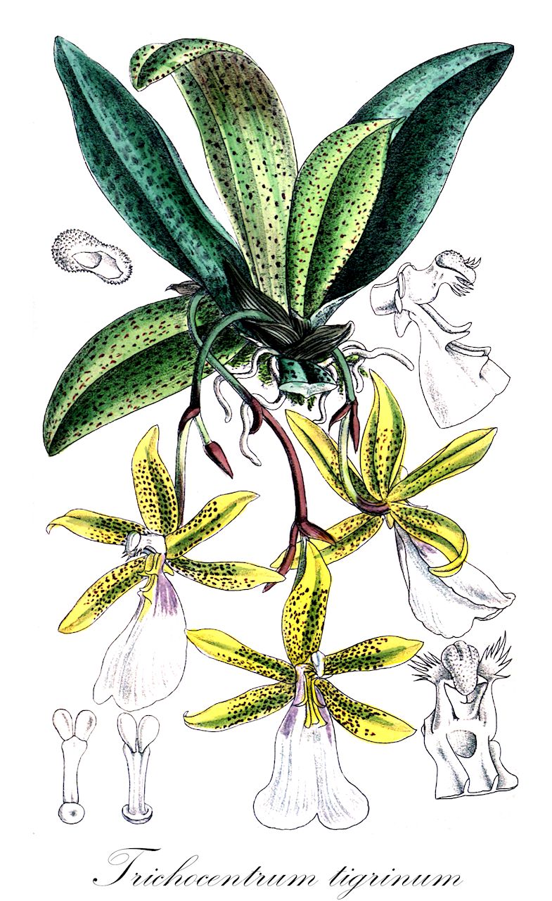 Trichocentrum tigrinum - Orchidaceae,Plantae,Pteridobiotina,Angiosperms,Asparagales,Orchidaceae,Trichocentrum,Trichocentrum tigrinum,Trichocentrum tigrinum var. splendens