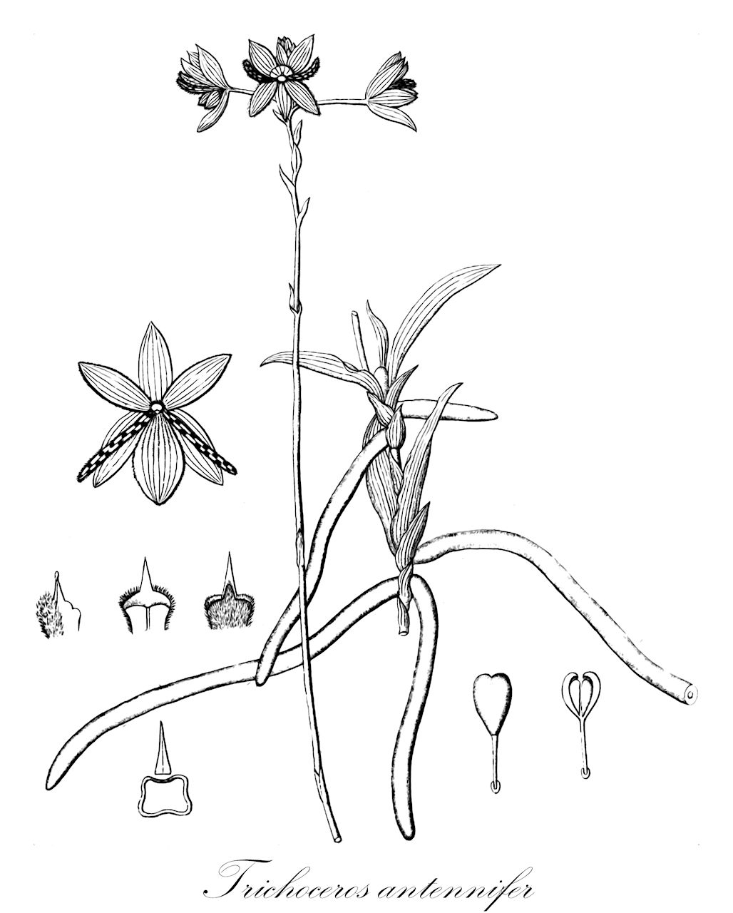 Trichoceros antennifer - Orchidaceae,Plantae,Pteridobiotina,Angiosperms,Asparagales,Orchidaceae,Trichoceros,Trichoceros antennifer,Epidendrum antenniferum, Trichoceros armillatus, Trichoceros muscifera, Trichoceros parviflorus