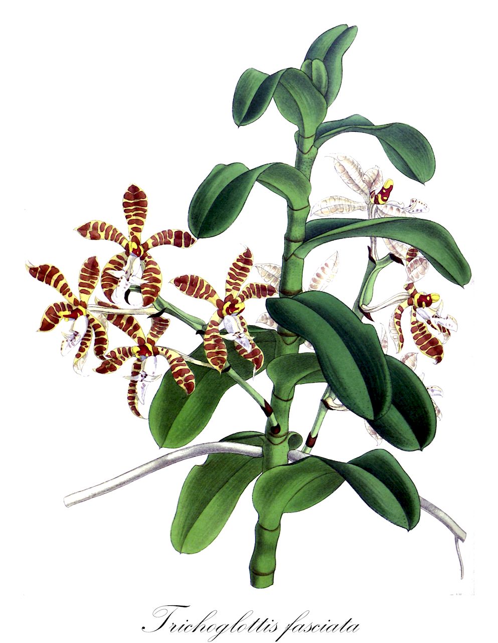 Trichoglottis fasciata - Orchidaceae,Plantae,Pteridobiotina,Angiosperms,Asparagales,Orchidaceae,Trichoglottis,Trichoglottis fasciata,Staurochilus fasciatus, Staurochilus fasciatus, Staurochilus leytensis, Stauropsis fasciata, Stauropsis fasciata var. longifolia, Vandopsis leytensis