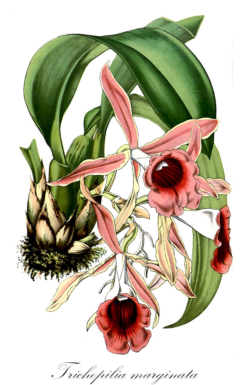 Trichopilia marginata - Orchidaceae,Plantae,Pteridobiotina,Angiosperms,Asparagales,Orchidaceae,Trichopilia,Trichopilia marginata,Trichopilia coccinea, Trichopilia crispa, Trichopilia crispa, Trichopilia crispa var. marginata, Trichopilia lepida, Trichopilia marginata var. lepida, Trichopilia marginata var. olivacea