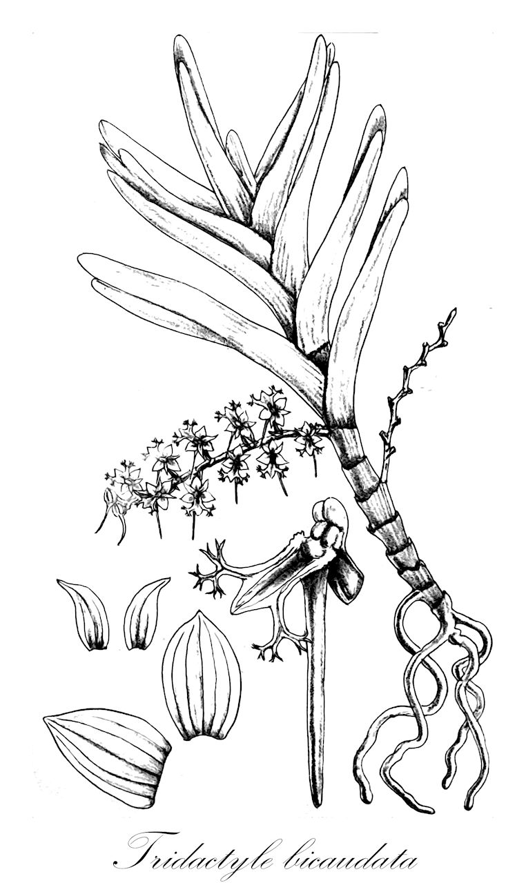Tridactyle bicaudata - Orchidaceae,Plantae,Pteridobiotina,Angiosperms,Asparagales,Orchidaceae,Tridactyle,Tridactyle bicaudata,Angorchis bicaudata, Angraecum bicaudatum, Listrostachys bicaudata