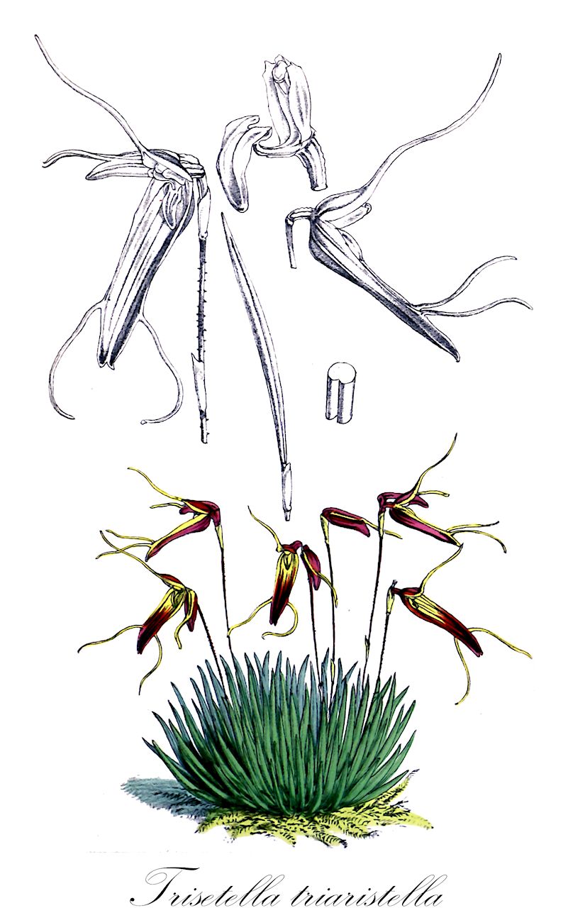 Trisetella triaristella - Orchidaceae,Plantae,Pteridobiotina,Angiosperms,Asparagales,Orchidaceae,Trisetella,Trisetella triaristella,Masdevallia triaristella, Triaristella reichenbachii, Triaristellina triaristella