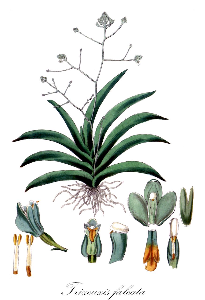 Trizeuxis falcata - Orchidaceae,Plantae,Pteridobiotina,Angiosperms,Asparagales,Orchidaceae,Trizeuxis,Trizeuxis falcata,Trizeuxis andina