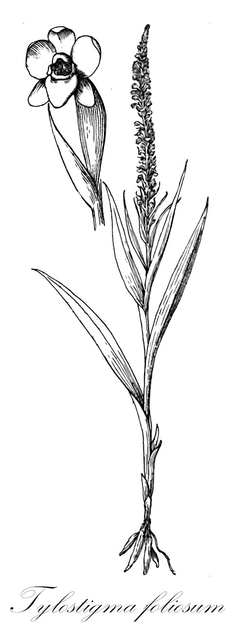 Tylostigma foliosum - Orchidaceae,Plantae,Pteridobiotina,Angiosperms,Asparagales,Orchidaceae,Tylostigma,Tylostigma foliosum