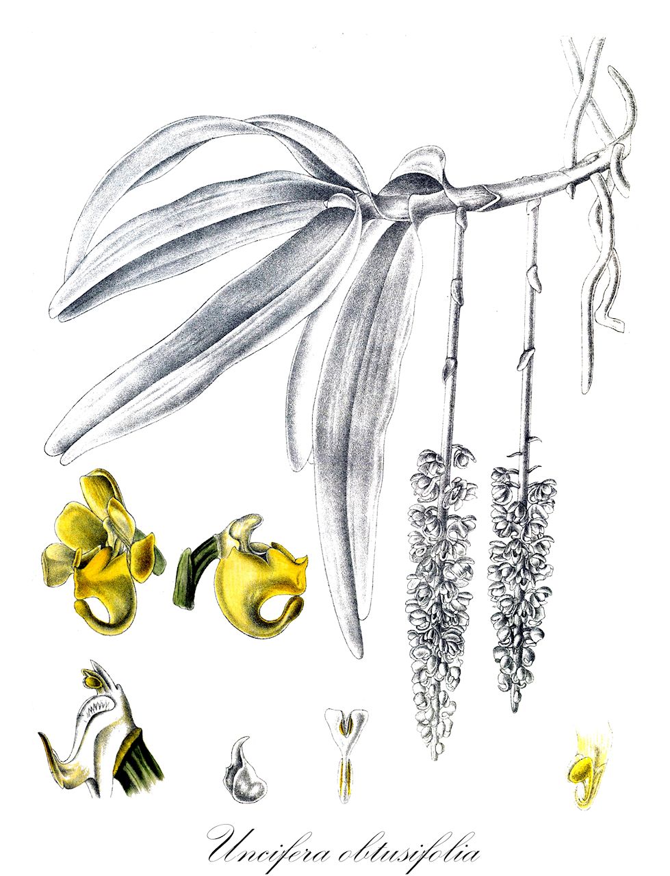 Uncifera obtusifolia - Orchidaceae,Gastrochilus obtusifolius, Gastrochilus obtusifolius, Saccolabium obtusifolium, Uncifera heteroglossa, Uncifera obtusifolium,Plantae,Pteridobiotina,Angiosperms,Asparagales,Orchidaceae,Uncifera,Uncifera obtusifolia
