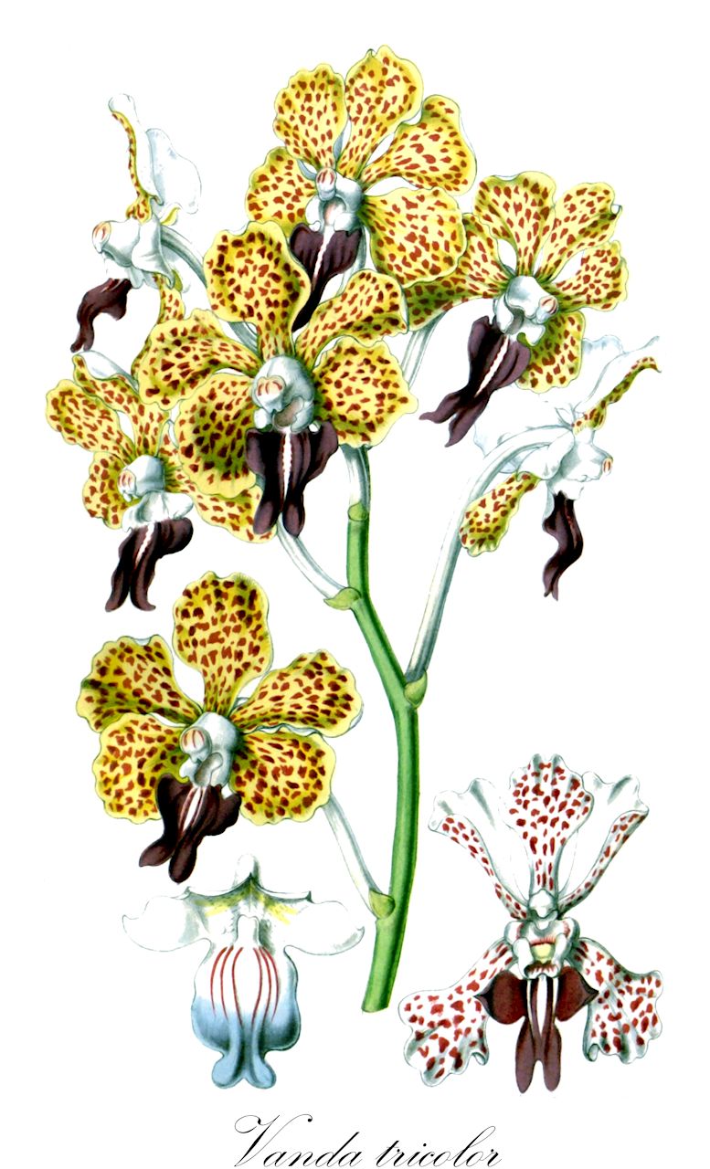 Vanda tricolor - Orchidaceae,Plantae,Pteridobiotina,Angiosperms,Asparagales,Orchidaceae,Vanda,Vanda tricolor,Limodorum suaveolens, Vanda suaveolens, Vanda tricolor f. patersonii, Vanda tricolor f. planilabris, Vanda tricolor subvar. flava, Vanda tricolor subvar. formosa, Vanda tricolor subvar. insignis, Vanda tricolor subvar. praetexta, Vanda tricolor var. cinnamomea, Vanda tricolor var. flava, Vanda tricolor var. insignis, Vanda tricolor var. pallens, Vanda tricolor var. patersonii, Vanda tricolor var. patersonii, Vanda tricolor var. planilabris, Vanda tricolor var. purpurea, Vanda tricolor var. russeliana, Vanda tricolor var. warneri