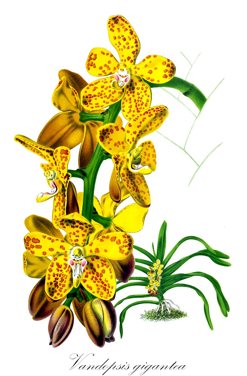 Vandopsis gigantea - Orchidaceae,Plantae,Pteridobiotina,Angiosperms,Asparagales,Orchidaceae,Vandopsis,Vandopsis gigantea,Fieldia gigantea, Stauropsis chinensis, Stauropsis gigantea, Vanda gigantea, Vanda lindleyana, Vandopsis chinensis