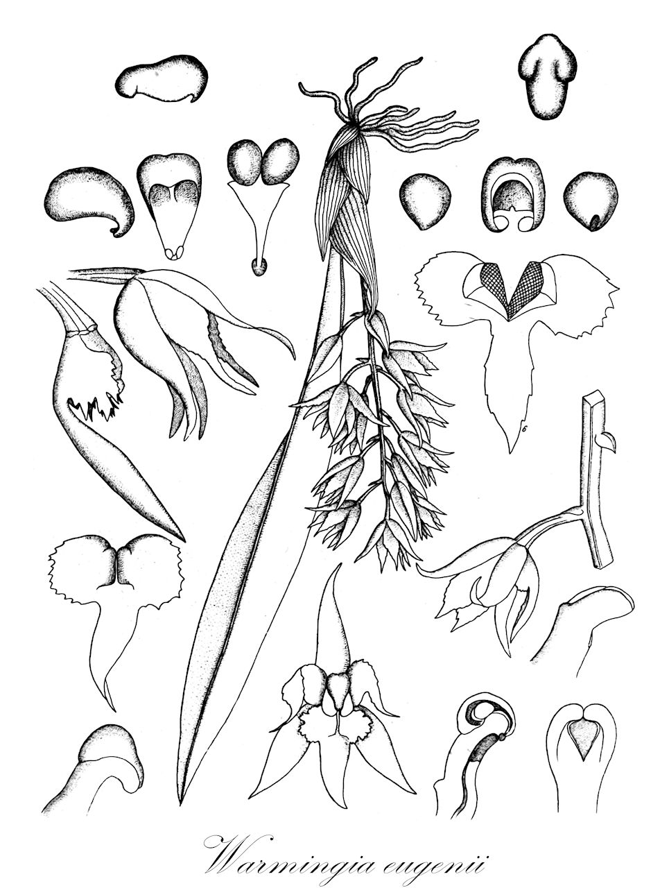 Warmingia eugenii - Orchidaceae,Plantae,Pteridobiotina,Angiosperms,Asparagales,Orchidaceae,Warmingia,Warmingia eugenii,Macradenia eugenii, Macradenia loefgrenii, Warmingia bolopetala, Warmingia loefgrenii
