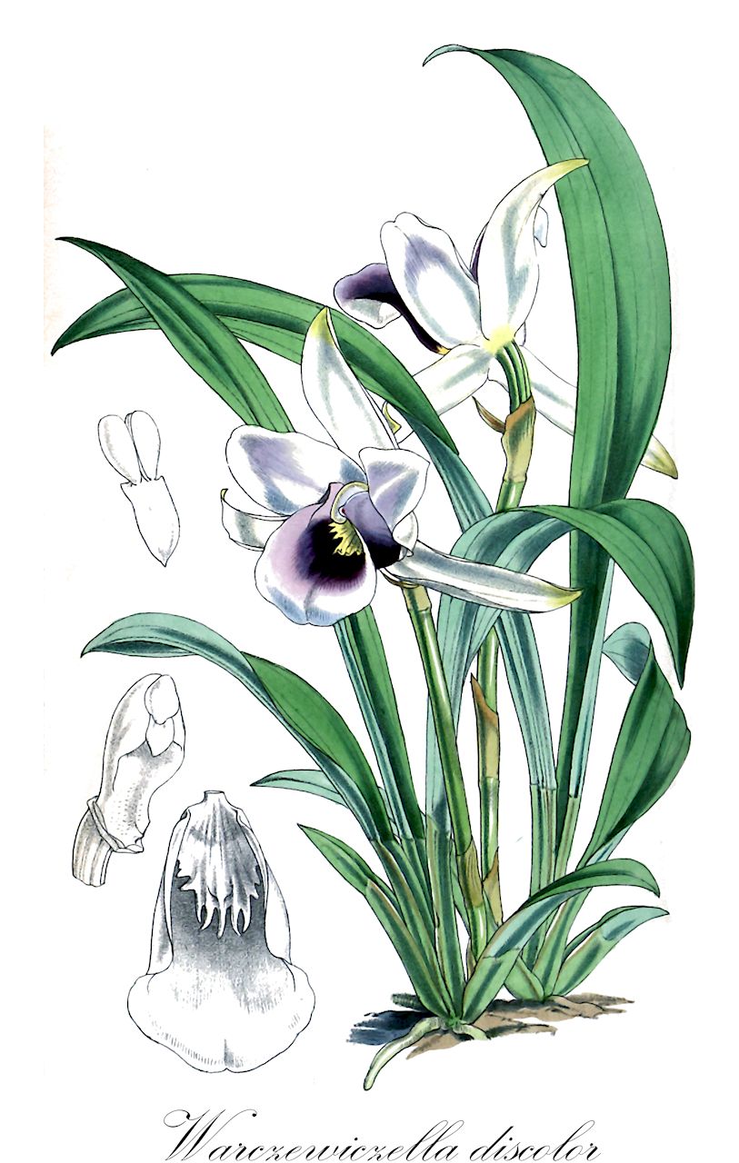 Warczewiczella discolor - Orchidaceae,Plantae,Pteridobiotina,Angiosperms,Asparagales,Orchidaceae,Warczewiczella,Warczewiczella discolor,Chondrorhyncha discolor, Cochleanthes discolor, Warrea discolor, Warscewiczella discolor, Zygopetalum discolor