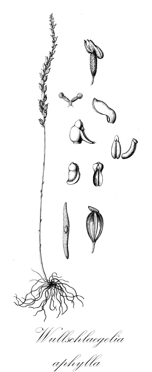 Wullschlaegelia aphylla - Orchidaceae,Plantae,Pteridobiotina,Angiosperms,Asparagales,Orchidaceae,Wullschlaegelia,Wullschlaegelia aphylla,Cranichis aphylla