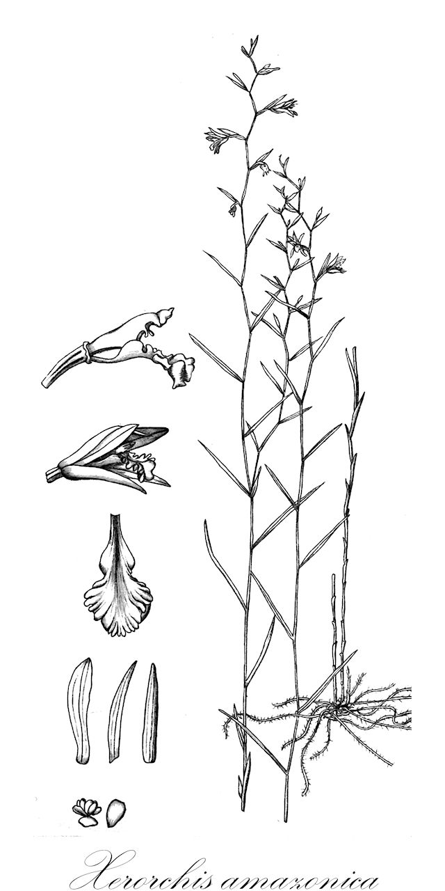 Xerorchis amazonica - Orchidaceae,Plantae,Pteridobiotina,Angiosperms,Asparagales,Orchidaceae,Xerorchis,Xerorchis amazonica