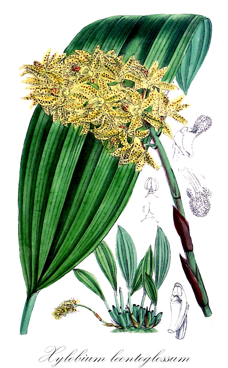 Xylobium leontoglossum - Orchidaceae,Plantae,Pteridobiotina,Angiosperms,Asparagales,Orchidaceae,Xylobium,Xylobium leontoglossum
