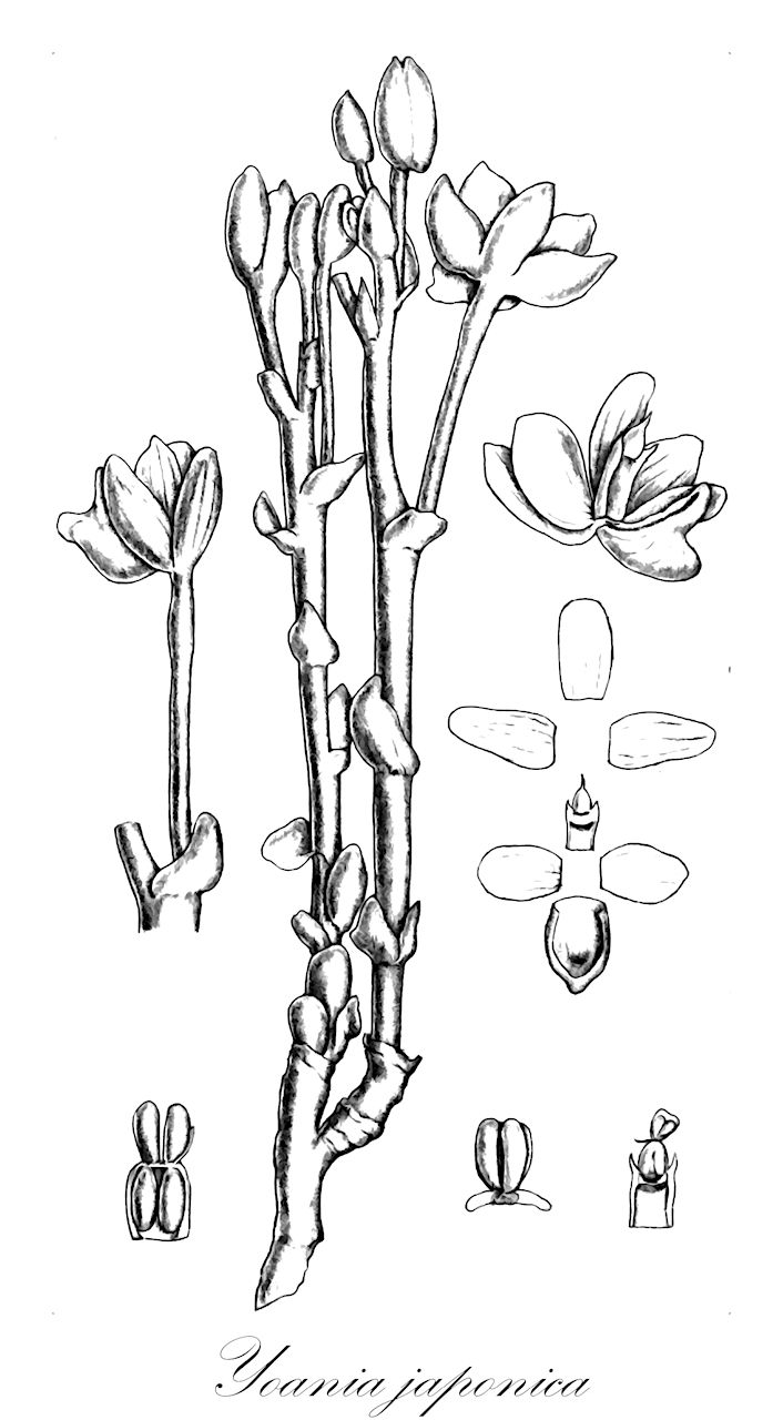 Yoania japonica - Orchidaceae,Plantae,Pteridobiotina,Angiosperms,Asparagales,Orchidaceae,Yoania,Yoania japonica,Yoania amagiensis var. squamipes, Yoania japonica f. lutea, Yoania japonica var. squamipes, Yoania squamipes