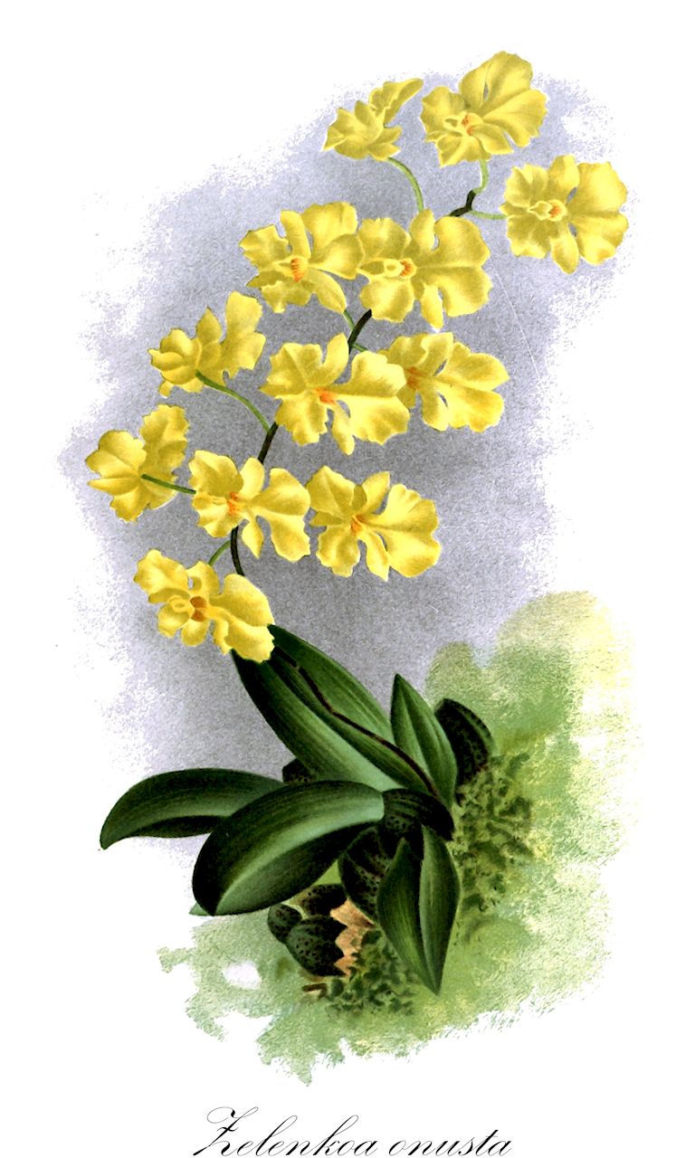 Zelenkoa onusta - Orchidaceae,Plantae,Pteridobiotina,Angiosperms,Asparagales,Orchidaceae,Zelenkoa,Zelenkoa onusta,Oncidium holochrysum, Oncidium onustum