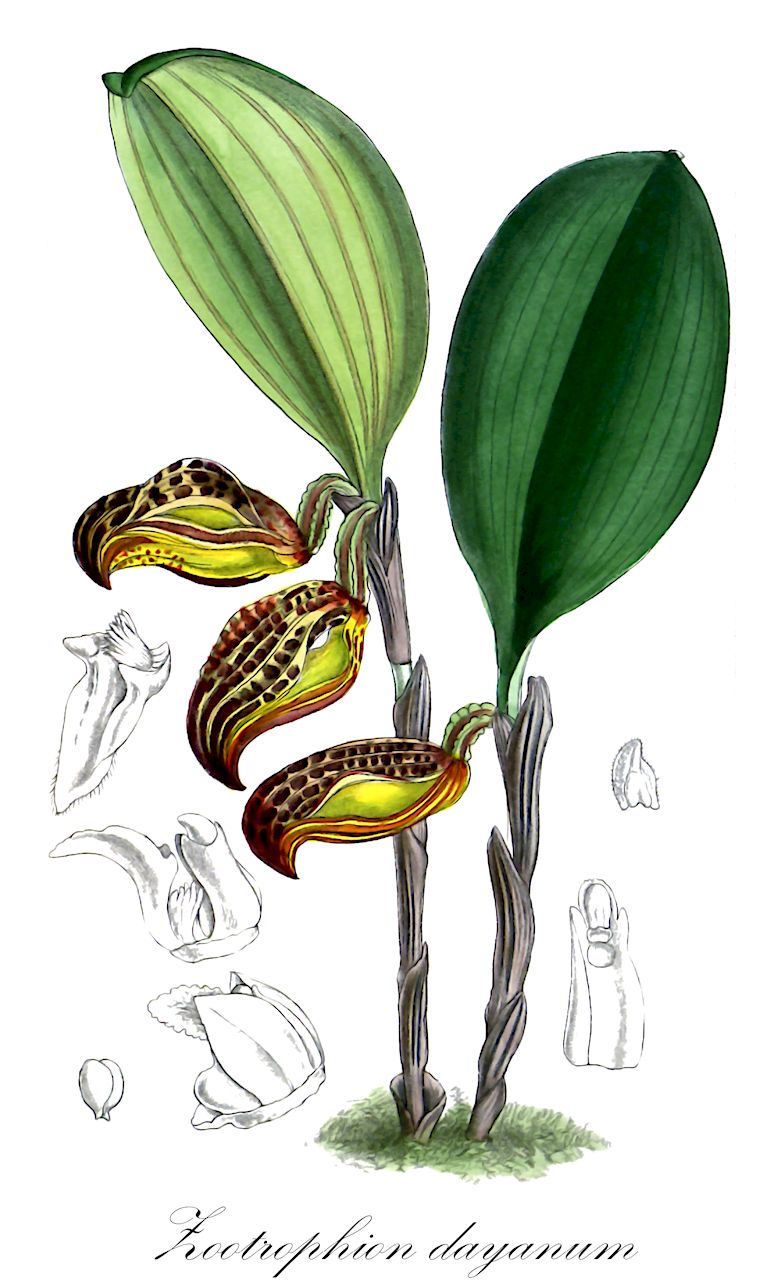 Zootrophion dayanum - Orchidaceae,Plantae,Pteridobiotina,Angiosperms,Asparagales,Orchidaceae,Zootrophion,Zootrophion dayanum,Cryptophoranthus dayanus, Cryptophoranthus hologlottis, Cryptophoranthus lehmannii, Masdevallia dayana