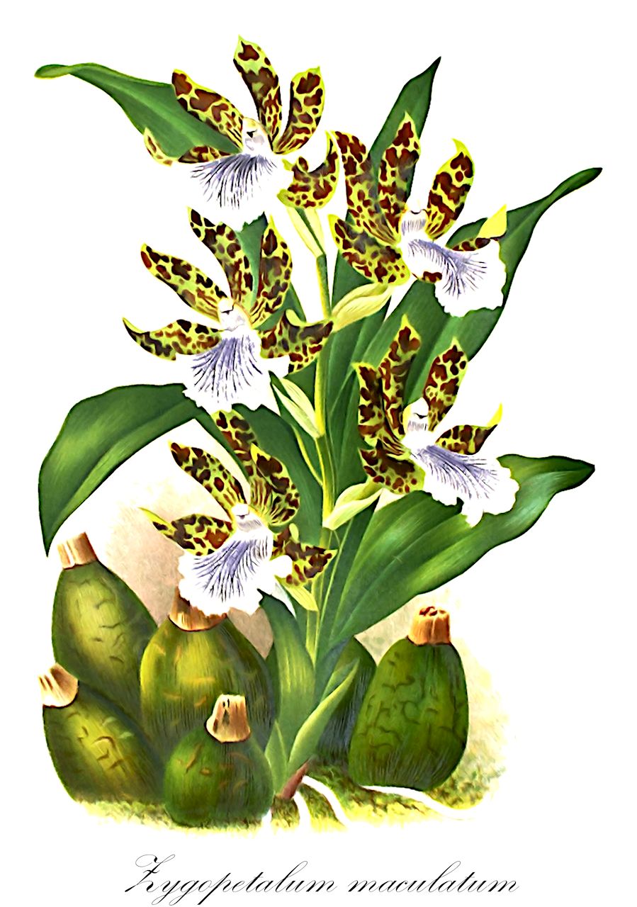 Zygopetalum maculatum - Orchidaceae,Plantae,Pteridobiotina,Angiosperms,Asparagales,Orchidaceae,Zygopetalum,Zygopetalum maculatum,Broughtonia maculata, Dendrobium maculatum, Maxillaria maculata,Zygopetalum