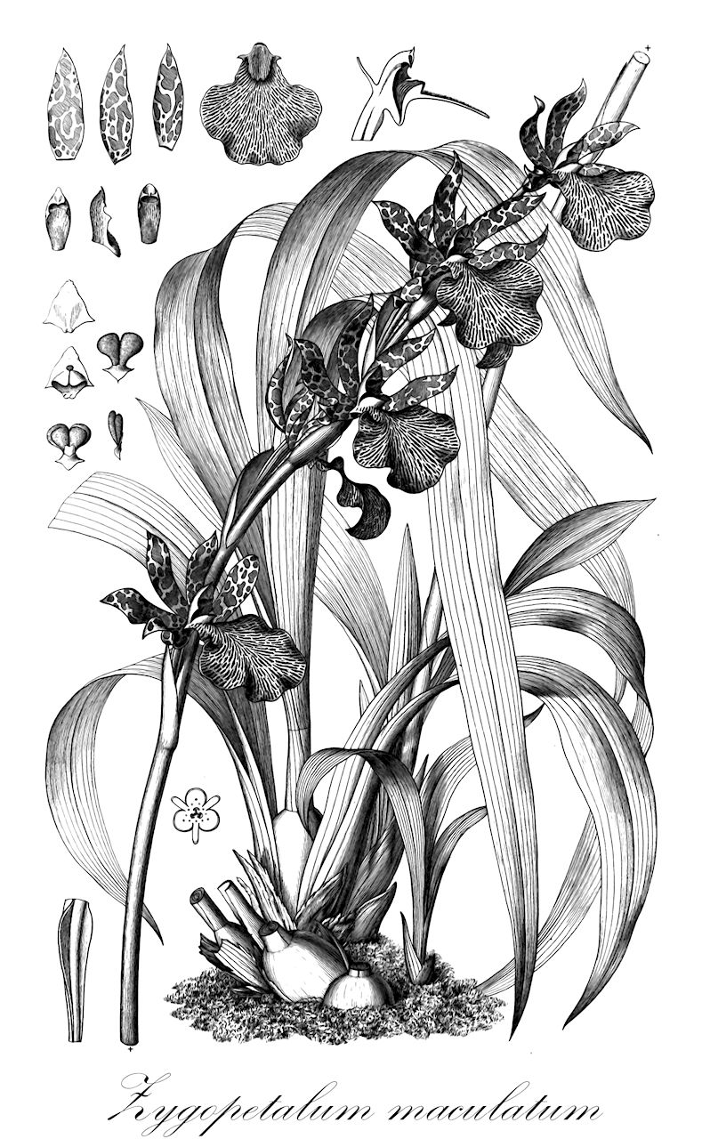 Zygopetalum maculatum - Orchidaceae,Plantae,Pteridobiotina,Angiosperms,Asparagales,Orchidaceae,Zygopetalum,Zygopetalum maculatum,Broughtonia maculata, Dendrobium maculatum, Maxillaria maculata,Zygopetalum