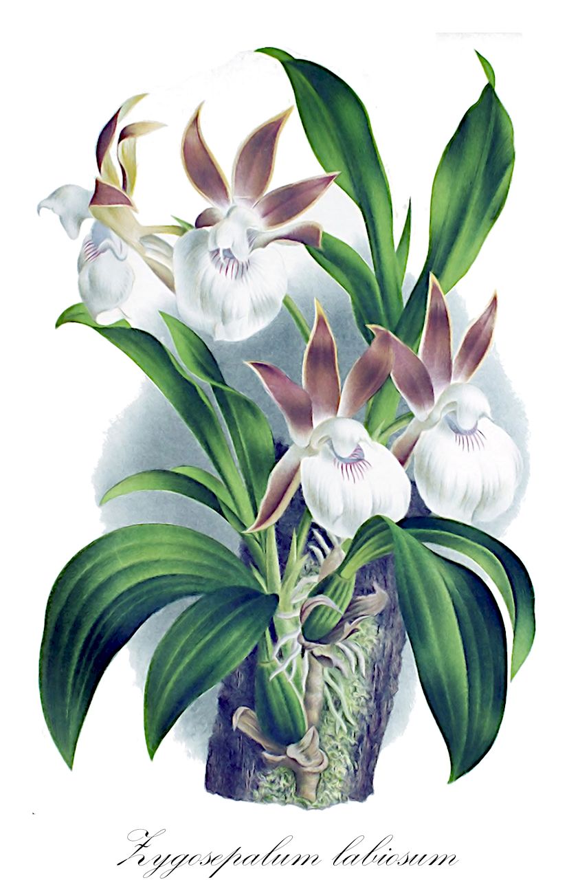 Zygosepalum labiosum - Orchidaceae,Plantae,Pteridobiotina,Angiosperms,Asparagales,Orchidaceae,Zygosepalum,Zygosepalum labiosum,Epidendrum labiosum, Menadenium labiosum, Zygopetalum labiosum