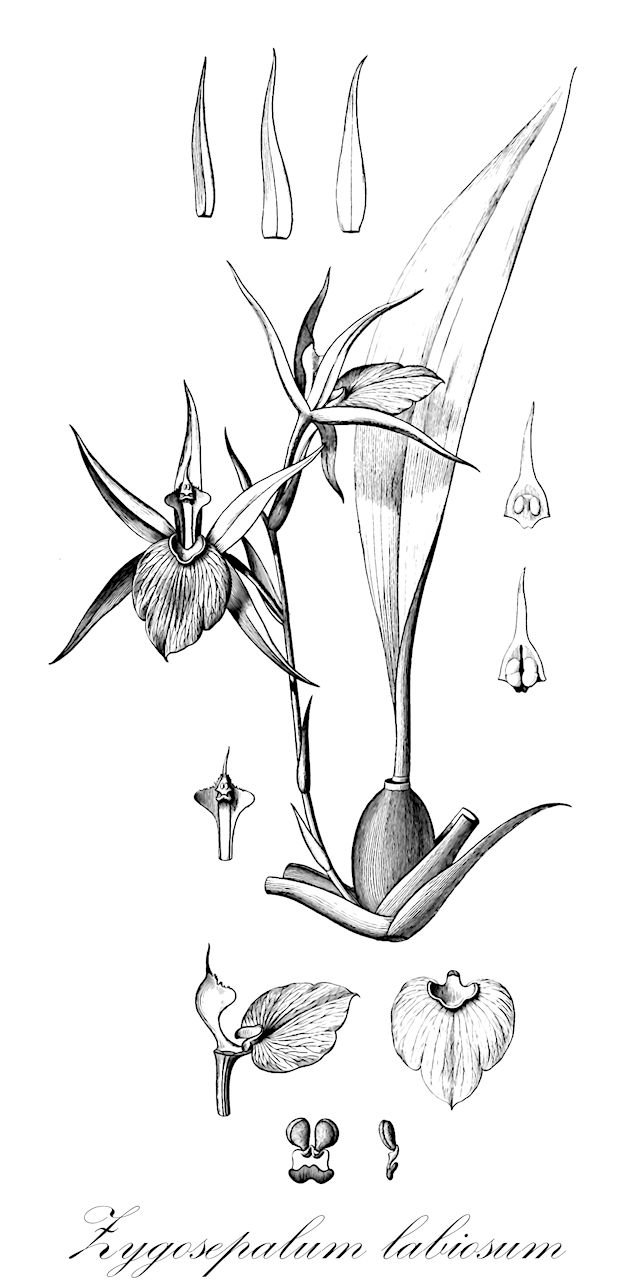 Zygosepalum labiosum - Orchidaceae,Plantae,Pteridobiotina,Angiosperms,Asparagales,Orchidaceae,Zygosepalum,Zygosepalum labiosum,Epidendrum labiosum, Menadenium labiosum, Zygopetalum labiosum