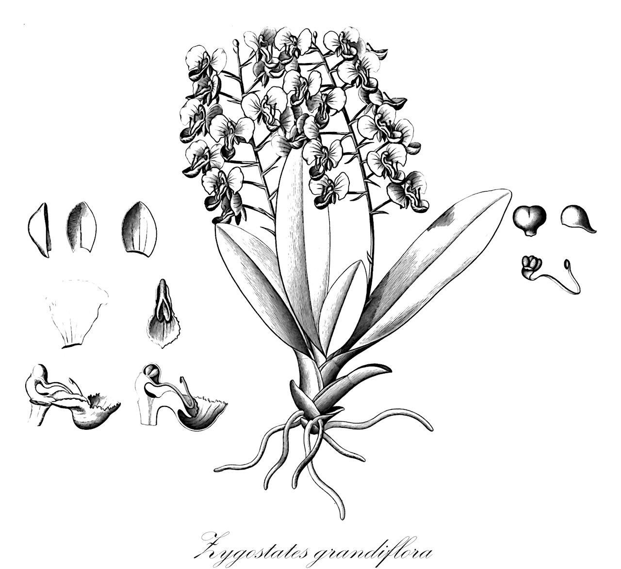 Zygostates grandiflora - Orchidaceae,Plantae,Pteridobiotina,Angiosperms,Asparagales,Orchidaceae,Zygostates,Zygostates grandiflora,Dipteranthus grandiflorus, Ornithocephalus grandiflorus