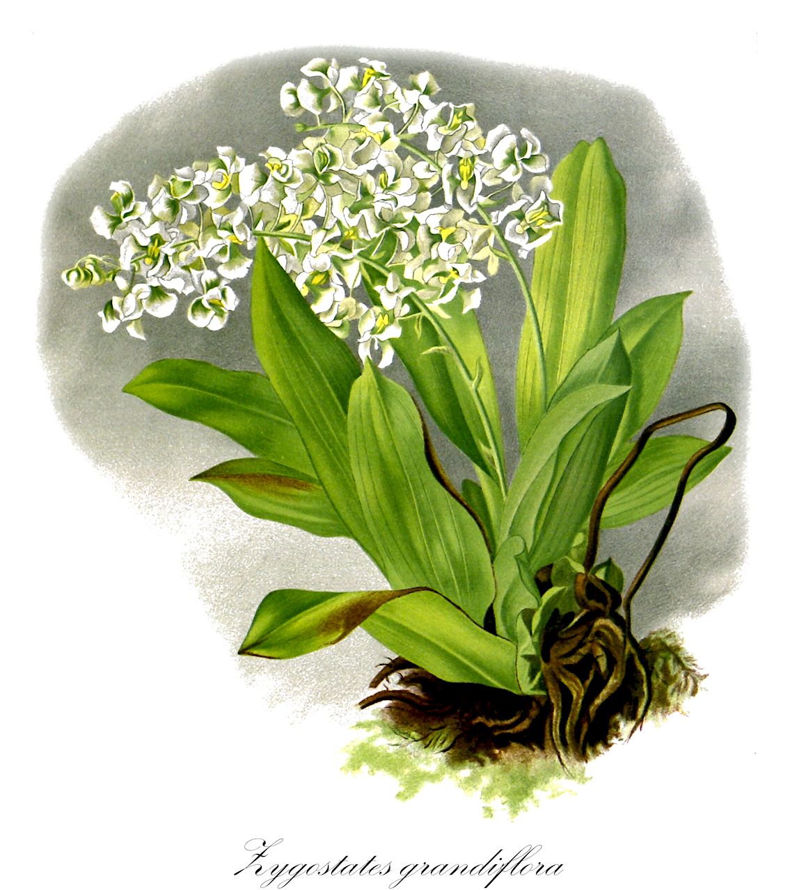 Zygostates grandiflora - Orchidaceae,Plantae,Pteridobiotina,Angiosperms,Asparagales,Orchidaceae,Zygostates,Zygostates grandiflora,Dipteranthus grandiflorus, Ornithocephalus grandiflorus
