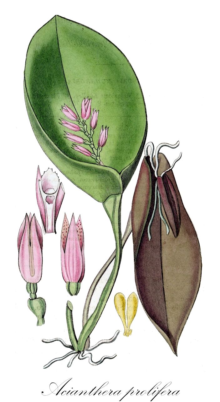 Acianthera prolifera - Orchidaceae,Plantae,Pteridobiotina,Angiosperms,Asparagales,Orchidaceae,Acianthera,Acianthera prolifera,Acianthera hamosa, Humboltia prolifera, Pleurothallis hamosa, Pleurothallis hamosa var. longicaulis, Pleurothallis lithophila, Pleurothallis prolifera