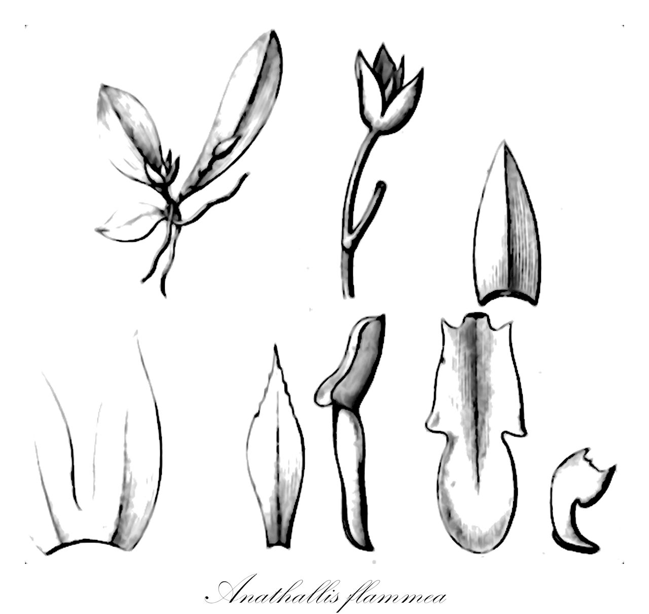 Anathallis flammea - Orchidaceae,Plantae,Pteridobiotina,Angiosperms,Asparagales,Orchidaceae,Anathallis,Anathallis flammea,Lepanthes flaminea, Lepanthes flammea, Pleurothallis flammea