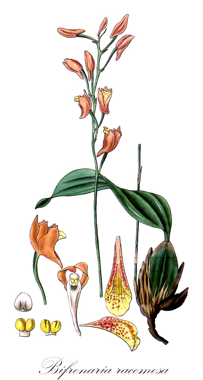 Bifrenaria racemosa - Orchidaceae,Plantae,Pteridobiotina,Angiosperms,Asparagales,Orchidaceae,Bifrenaria,Bifrenaria racemosa,Adipe fulva, Adipe melanopoda, Adipe racemosa, Bifrenaria melanopoda, Colax racemosus, Maxillaria racemosa, Stenocoryne melanopoda, Stenocoryne racemosa, Xylobium racemosum