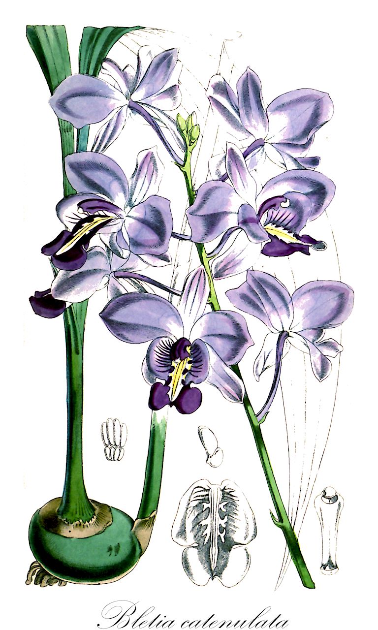 Bletia catenulata - Orchidaceae,Plantae,Pteridobiotina,Angiosperms,Asparagales,Orchidaceae,Bletia,Bletia catenulata,Bletia catenulata f. alba, Bletia catenulata f. caerulea, Bletia catenulata var. alba, Bletia catenulata var. caerulea, Bletia ecuadorensis, Bletia repanda, Bletia rodriguesii, Bletia sanguinea, Bletia sherrattiana, Bletia sherrattiana, Bletia watsoni, Epidendrum octandrum, Epistephium herzogianum, Regnellia purpurea
