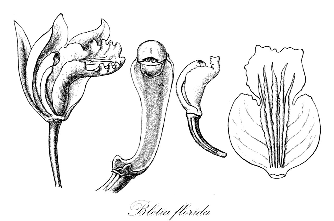Bletia florida - Orchidaceae,Plantae,Pteridobiotina,Angiosperms,Asparagales,Orchidaceae,Bletia,Bletia florida,Bletia shepherdii, Bletilla florida, Cymbidium floridum, Gyas florida, Limodorum floridum, Thiebautia nervosa
