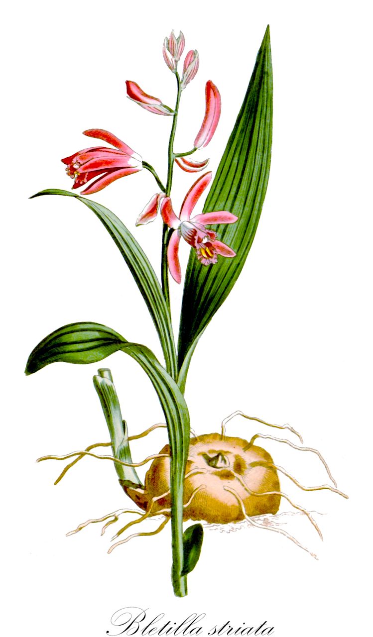 Bletilla striata - Orchidaceae,Plantae,Pteridobiotina,Angiosperms,Asparagales,Orchidaceae,Bletilla,Bletilla striata,Bletia gebina, Bletia hyacinthina, Bletia hyacinthina var. gebina, Bletia hyacinthina var. liukiuensis, Bletia striata, Bletilla elegantula, Bletilla gebinae, Bletilla hyacinthina, Bletilla striata f. gebina, Bletilla striata var. albomarginata, Bletilla striata var. gebina, Calanthe gebina, Coelogyne elegantula, Cymbidium hyacinthinum, Cymbidium striatum, Epidendrum striatum, Gyas humilis, Jimensia nervosa, Jimensia striata, Limodorum hyacinthinum, Limodorum striatum, Polytoma inodora, Sobralia bletioides,Gestreifte Chinaorchidee;Japanorchidee