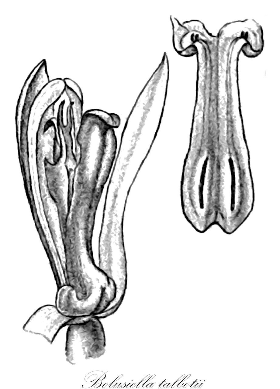 Bolusiella talbotii - Orchidaceae,Plantae,Pteridobiotina,Angiosperms,Asparagales,Orchidaceae,Bolusiella,Bolusiella talbotii,Angraecum talbotii