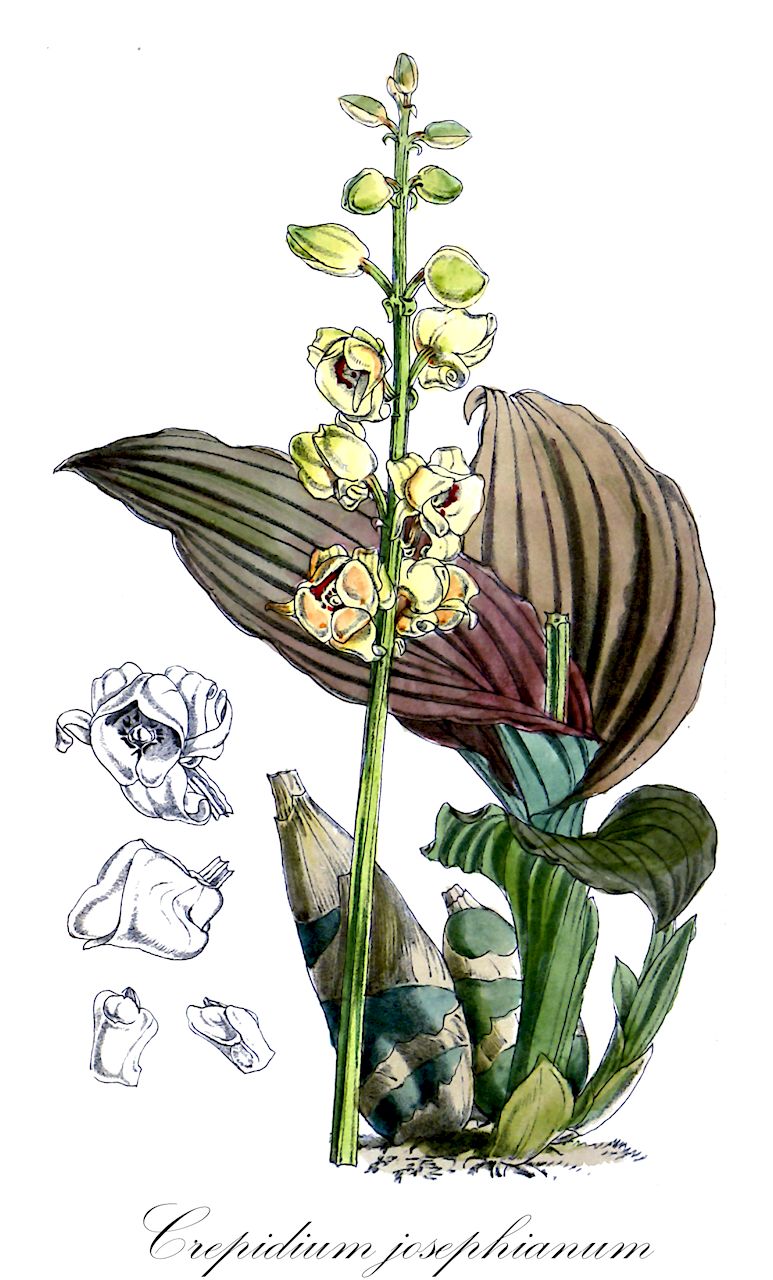 Crepidium josephianum - Orchidaceae,Plantae,Pteridobiotina,Angiosperms,Asparagales,Orchidaceae,Crepidium,Crepidium josephianum,Malaxis josephiana, Microstylis josephiana, Seidenfia josephiana