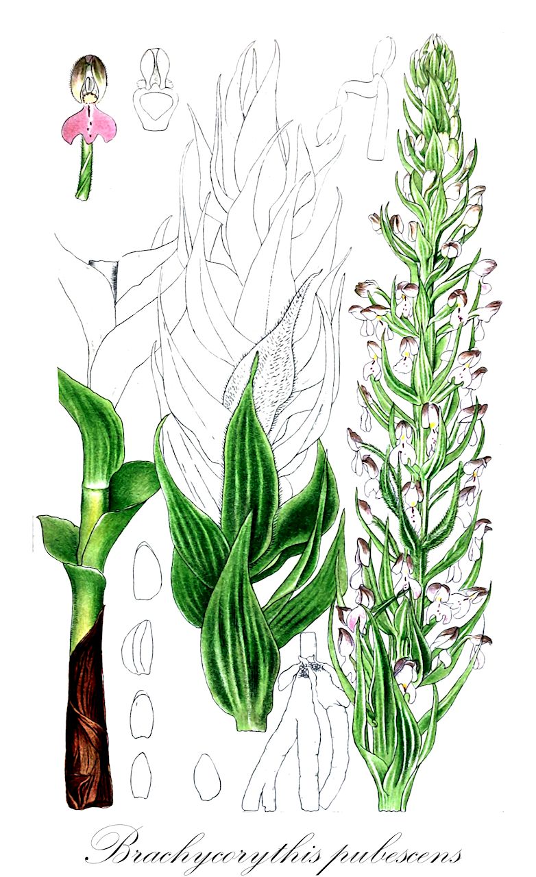 Brachycorythis pubescens - Orchidaceae,Plantae,Pteridobiotina,Angiosperms,Asparagales,Orchidaceae,Brachycorythis,Brachycorythis pubescens,Brachycorythis baumii, Brachycorythis goetziana, Brachycorythis hispidula, Brachycorythis kaessneriana, Brachycorythis stolzii, Brachycorythis sudanica, Peristylus hispidulus, Platanthera brachycorythis, Platanthera hispidula