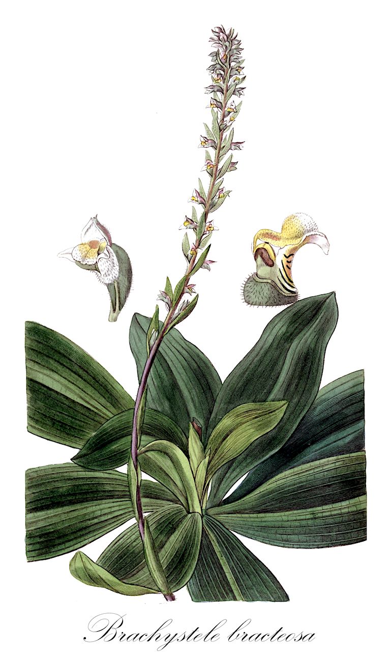Brachystele bracteosa - Orchidaceae,Plantae,Pteridobiotina,Angiosperms,Asparagales,Orchidaceae,Brachystele,Brachystele bracteosa,Gyrostachys bracteosa, Neottia bracteosa, Spiranthes bracteosa