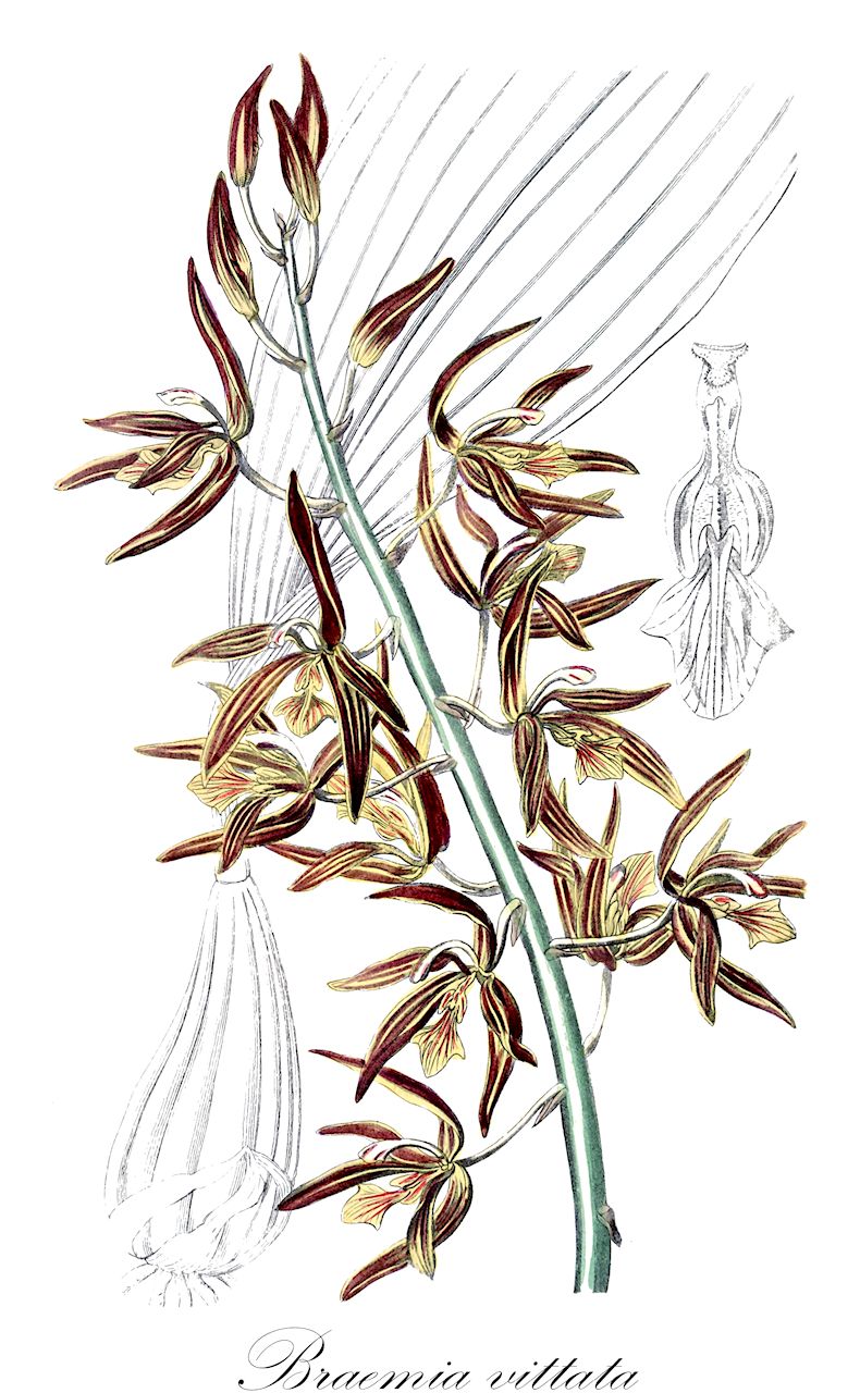 Braemia vittata - Orchidaceae,Houlletia vittata, Polycycnis vittata,Plantae,Pteridobiotina,Angiosperms,Asparagales,Orchidaceae,Braemia,Braemia vittata