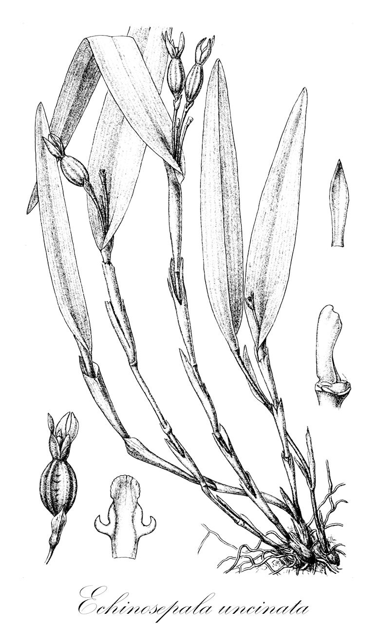 Echinosepala uncinata - Orchidaceae,Plantae,Pteridobiotina,Angiosperms,Asparagales,Orchidaceae,Echinosepala,Echinosepala uncinata,Brenesia uncinata, Echinella uncinata, Myoxanthus uncinatus, Pleurothallis uncinata
