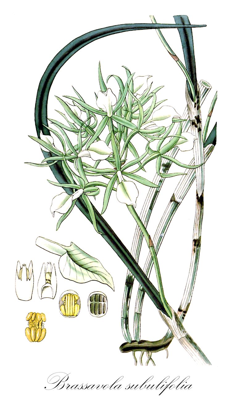 Brassavola subulifolia - Orchidaceae,Plantae,Pteridobiotina,Angiosperms,Asparagales,Orchidaceae,Brassavola,Brassavola subulifolia,Bletia cordata, Bletia nodosa var. cordata, Brassavola cordata, Brassavola nodosa, Brassavola nodosa subsp. cordata, Brassavola sloanei, Brassavola stricta, Brassavola stricta, Lysimnia bicolor