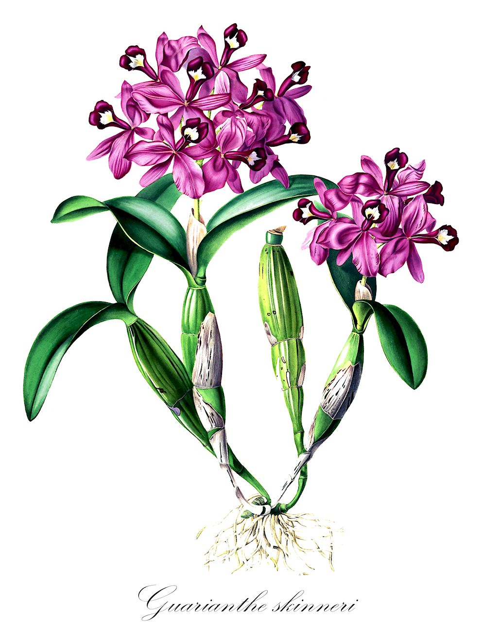 Guarianthe skinneri - Orchidaceae,Plantae,Pteridobiotina,Angiosperms,Asparagales,Orchidaceae,Guarianthe,Guarianthe skinneri,Cattleya skinneri, Cattleya skinneri f. alba, Cattleya skinneri var. alba, Epidendrum huegelianum, Epidendrum hugelianum, Guarianthe deckeri, Guarianthe skinneri f. alba