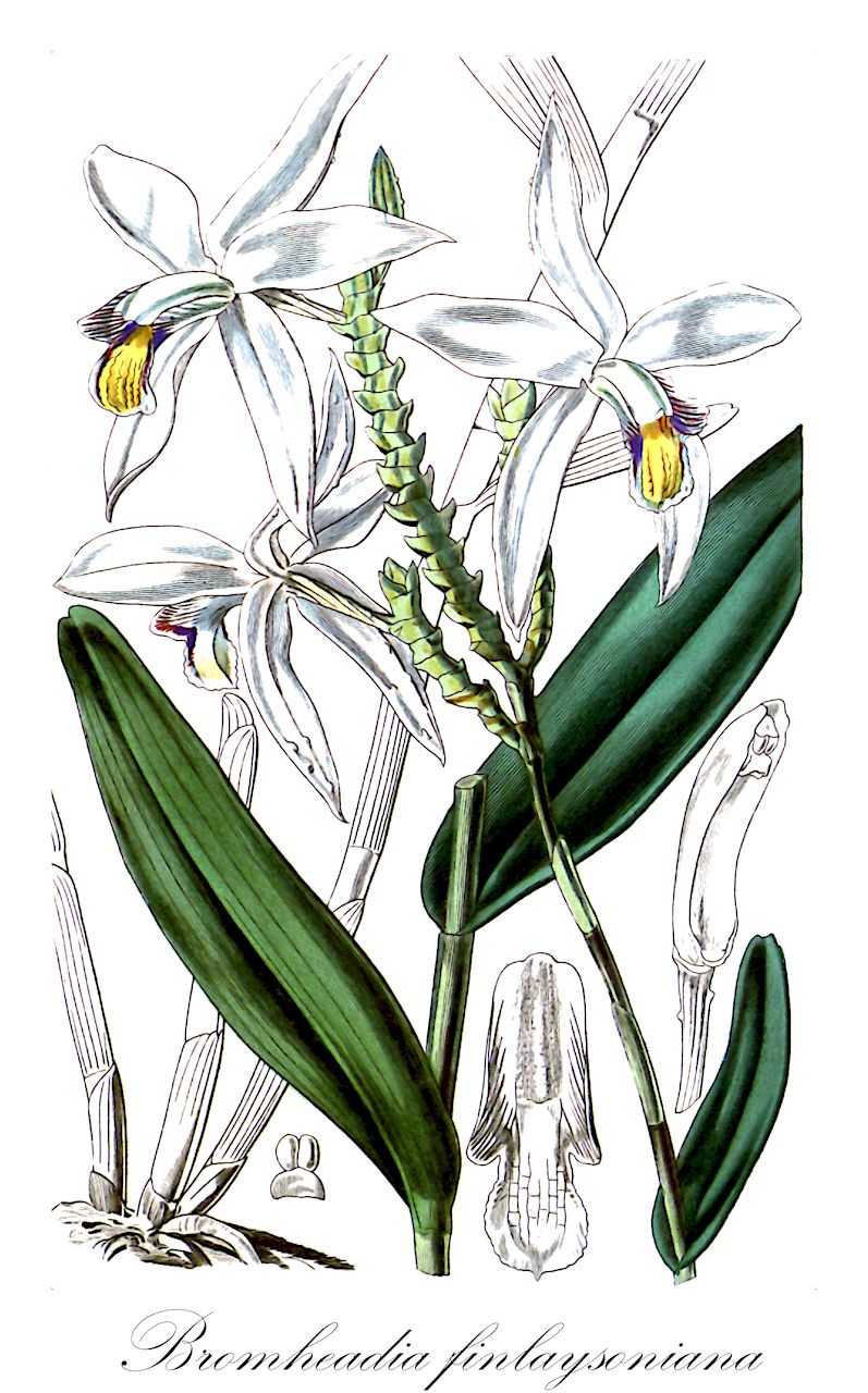 Bromheadia finlaysoniana - Orchidaceae,Plantae,Pteridobiotina,Angiosperms,Asparagales,Orchidaceae,Bromheadia,Bromheadia finlaysoniana,Bromheadia finlaysoniana var. palustris, Bromheadia finlaysoniana var. sylvestris, Bromheadia palustris, Bromheadia palustris var. papuana, Bromheadia pulchra, Bromheadia sylvestris, Bromheadia venusta, Coelogyne caulescens, Grammatophyllum finlaysonianum