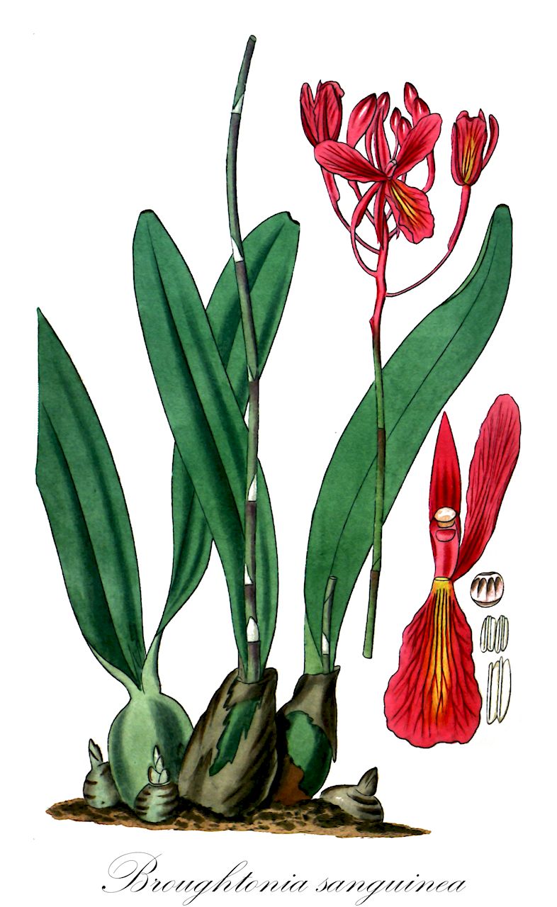 Broughtonia sanguinea - Orchidaceae,Plantae,Pteridobiotina,Angiosperms,Asparagales,Orchidaceae,Broughtonia,Broughtonia sanguinea,Broughtonia coccinea, Dendrobium sanguineum, Epidendrum sanguineum