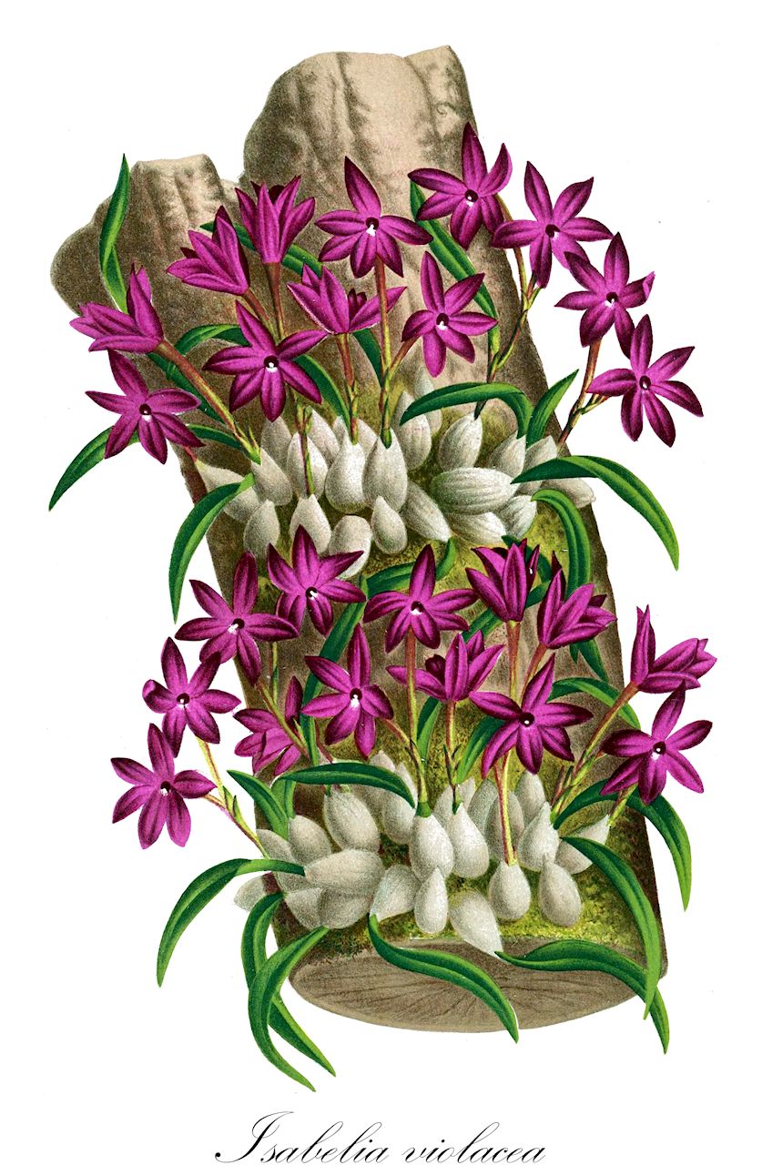 Isabelia violacea - Orchidaceae,Plantae,Pteridobiotina,Angiosperms,Asparagales,Orchidaceae,Isabelia,Isabelia violacea,Isabelia violacea f. alba, Sophronia violacea, Sophronitella violacea, Sophronitis violacea, Sophronitis violacea var. alba
