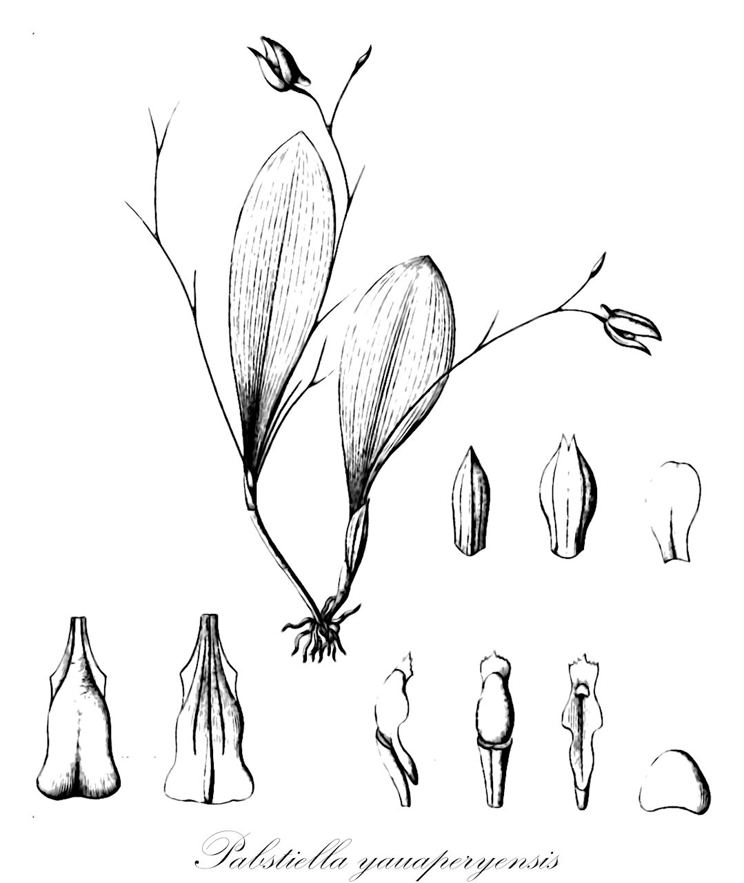 Pabstiella yauaperyensis - Orchidaceae,Plantae,Pteridobiotina,Angiosperms,Asparagales,Orchidaceae,Pabstiella,Pabstiella yauaperyensis,Anthereon mentosus, Lepanthes yauaperyensis, Pleurothallis mentosa, Specklinia mentosa, Specklinia yauaperyensis