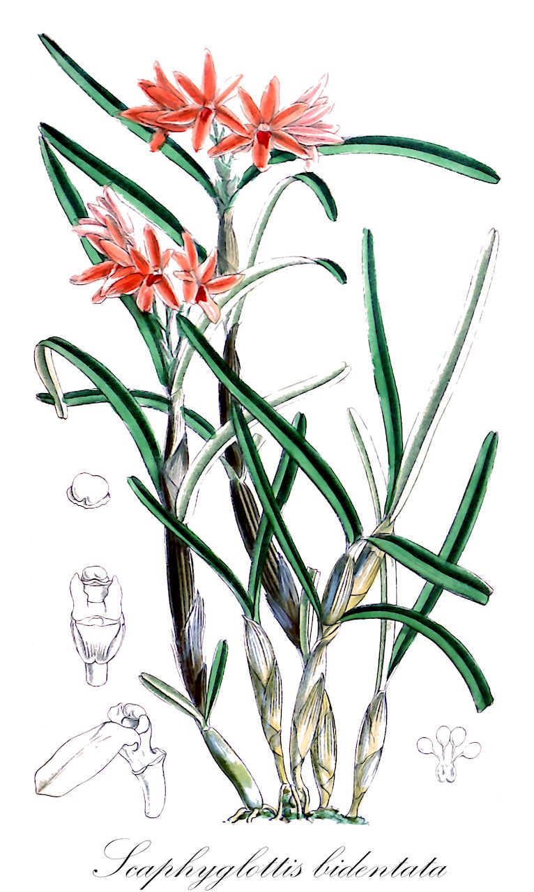 Scaphyglottis bidentata - Orchidaceae,Plantae,Pteridobiotina,Angiosperms,Asparagales,Orchidaceae,Scaphyglottis,Scaphyglottis bidentata,Hexisea bidentata